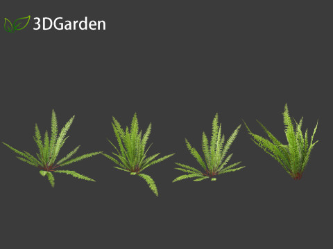 Nephrolepis cordifolia - Tuberous sword fern 01 Modelo 3D