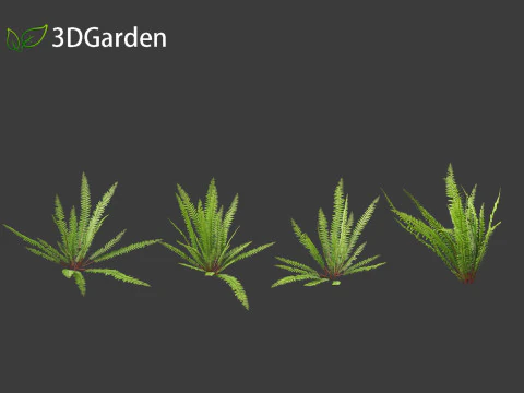 Nephrolepis cordifolia - Tuberous sword fern 01 3D Model