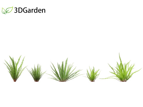 Nephrolepis cordifolia - Tuberous sword fern 01 Modelo 3D