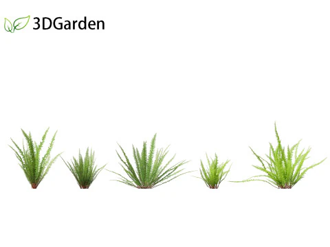 Nephrolepis cordifolia - Tuberous sword fern 01 3D Model