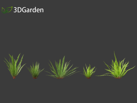 Nephrolepis cordifolia - Tuberous sword fern 01 Modelo 3D