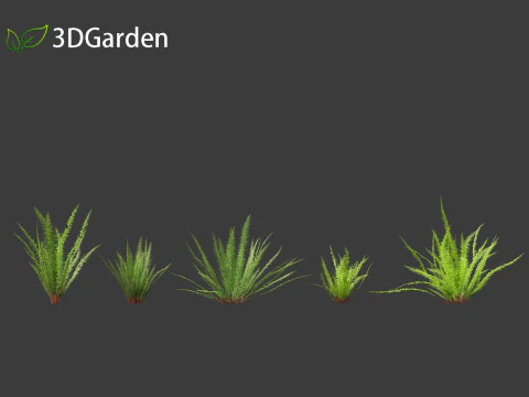 Nephrolepis cordifolia - Tuberous sword fern 01 3D Model