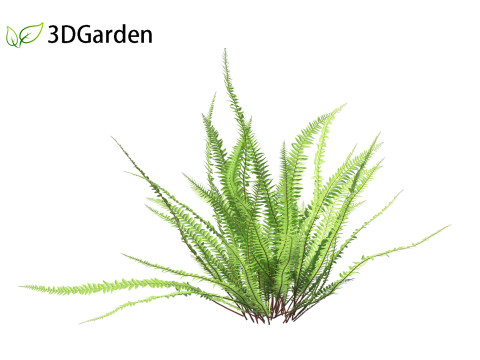 Nephrolepis cordifolia - Tuberous sword fern 01 Modelo 3D