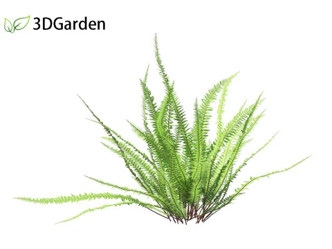Nephrolepis cordifolia - Tuberous sword fern 01 3D Model