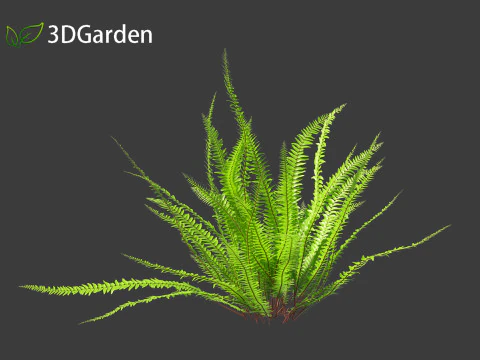 Nephrolepis cordifolia - Tuberous sword fern 01 3D Model