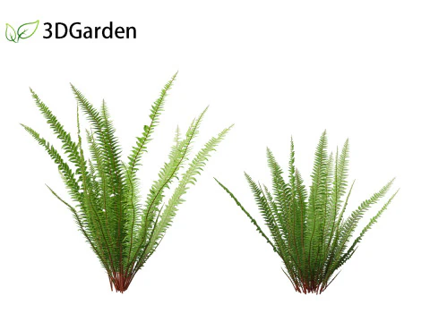 Nephrolepis cordifolia - Tuberous sword fern 01 3D Model