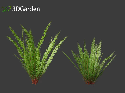 Nephrolepis cordifolia - Tuberous sword fern 01 3D Model
