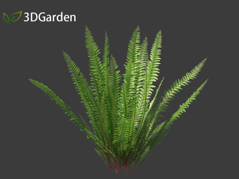 Nephrolepis cordifolia - Tuberous sword fern 01 Modelo 3D
