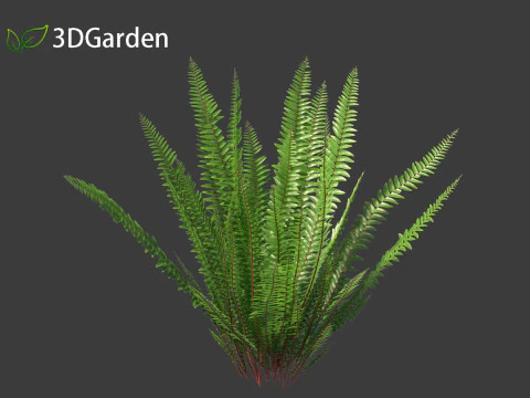 Nephrolepis cordifolia - Tuberous sword fern 01 3D Model