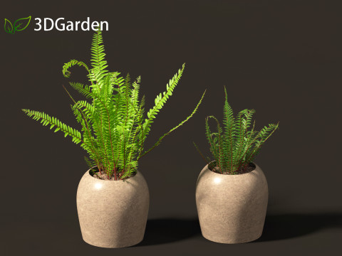Nephrolepis cordifolia - Tuberous sword fern 02 3D 模型
