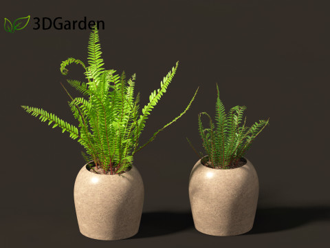 Nephrolepis cordifolia - Tuberous sword fern 02 3D 模型