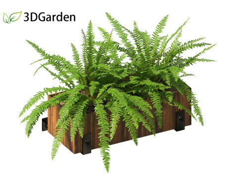 Nephrolepis cordifolia - Tuberous sword fern 02 3D 模型