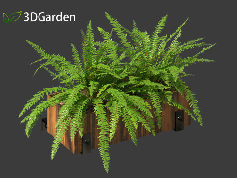 Nephrolepis cordifolia - Tuberous sword fern 02 3D 模型