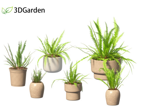 Nephrolepis cordifolia - Tuberous sword fern 02 3D 模型