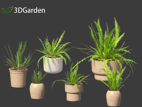 Nephrolepis cordifolia - Tuberous sword fern 02 3D 模型