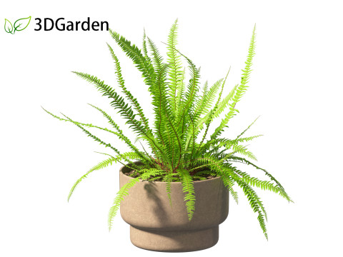 Nephrolepis cordifolia - Tuberous sword fern 02 3D 模型