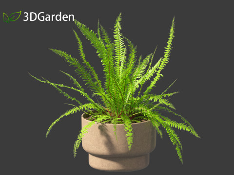 Nephrolepis cordifolia - Tuberous sword fern 02 3D 模型