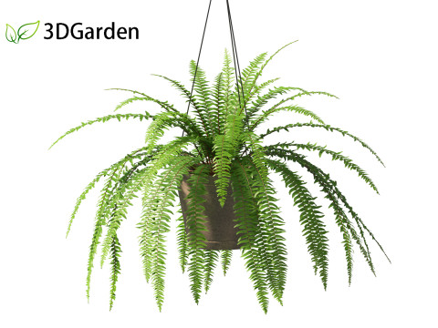 Nephrolepis cordifolia - Tuberous sword fern 02 3D 模型