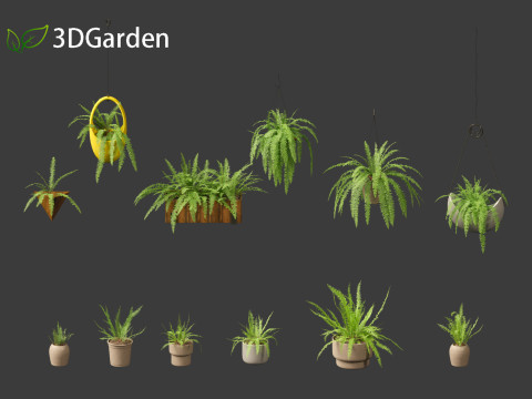 Nephrolepis cordifolia - Tuberous sword fern 02 3D 模型