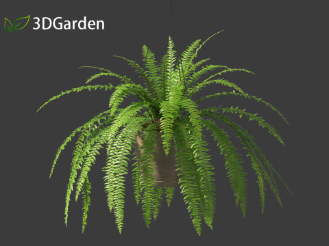 Nephrolepis cordifolia - Tuberous sword fern 02 3D 模型
