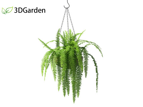 Nephrolepis cordifolia - Tuberous sword fern 02 3D 模型