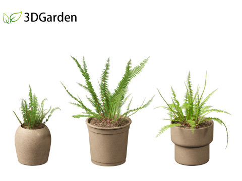 Nephrolepis cordifolia - Tuberous sword fern 02 3D 模型