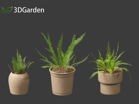 Nephrolepis cordifolia - Tuberous sword fern 02 3D 模型