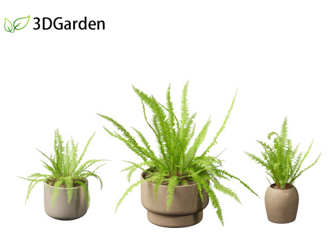 Nephrolepis cordifolia - Tuberous sword fern 02 3D 模型