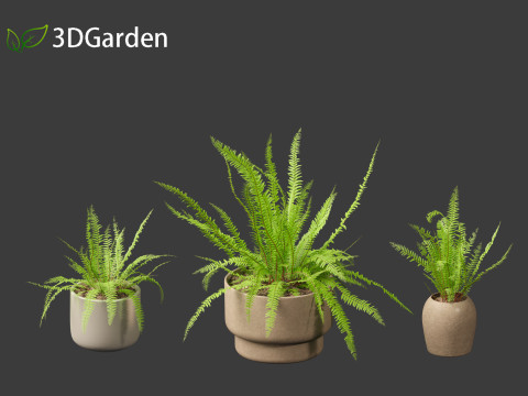 Nephrolepis cordifolia - Tuberous sword fern 02 3D 模型