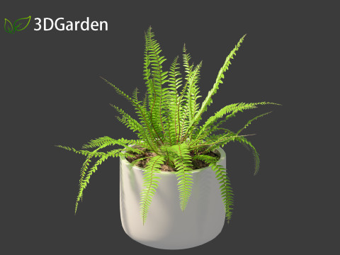 Nephrolepis cordifolia - Tuberous sword fern 02 3D 模型