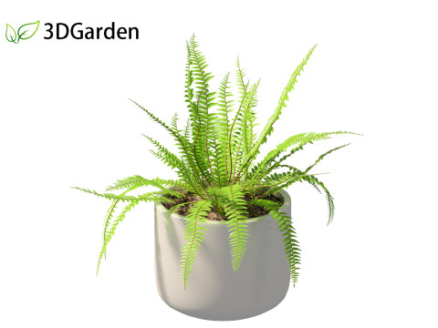 Nephrolepis cordifolia - Tuberous sword fern 02 3D 模型