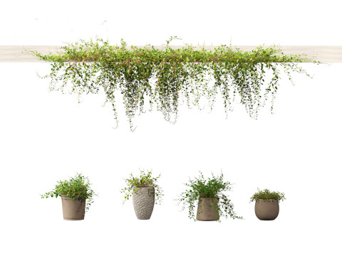 Muehlewbeckia complera - Pohuehue 3D Model