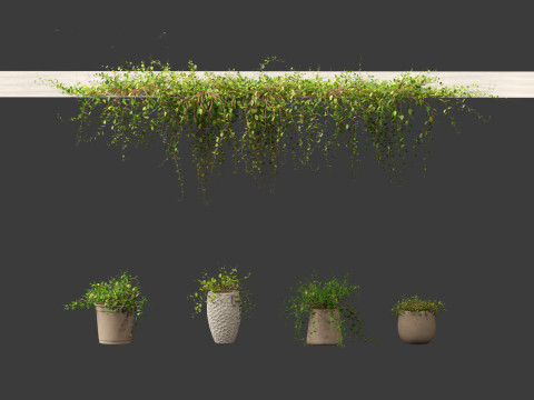 Muehlewbeckia complera - Pohuehue 3D Модель