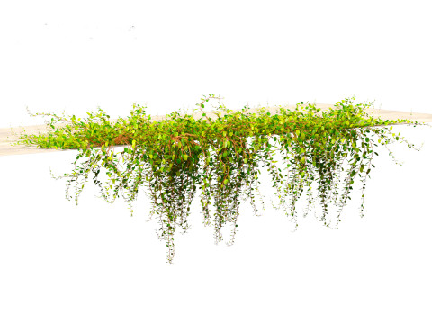 Muehlewbeckia complera - Pohuehue 3D Модель