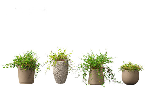 Muehlewbeckia complera - Pohuehue 3D Модель