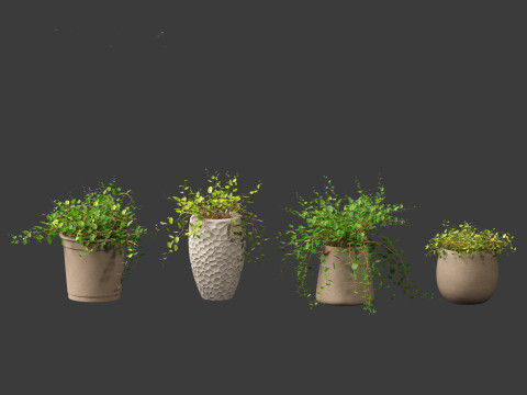 Muehlewbeckia complera - Pohuehue 3D Модель