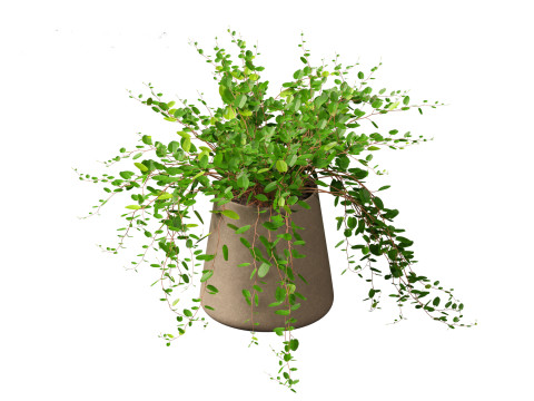Muehlewbeckia complera - Pohuehue 3D Модель