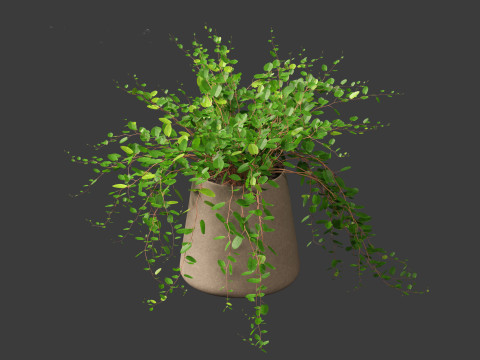 Muehlewbeckia complera - Pohuehue 3D Модель