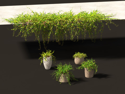 Muehlewbeckia complera - Pohuehue 3D Модель