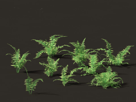 Microlepia strigosa -hay-scented fern 01 3D Model