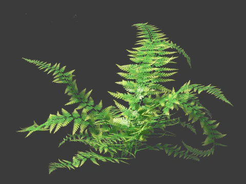 Microlepia strigosa -hay-scented fern 01 3D Model