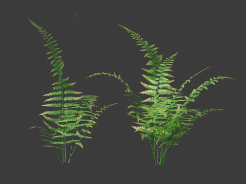 Microlepia strigosa -hay-scented fern 01 3D Model