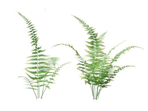 Microlepia strigosa -hay-scented fern 01 3D Model