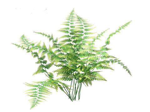 Microlepia strigosa -hay-scented fern 01 3D Модель