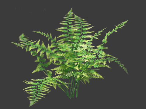 Microlepia strigosa -hay-scented fern 01 3D Модель