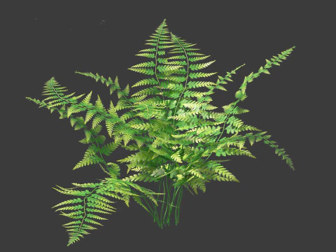 Microlepia strigosa -hay-scented fern 01 3D Model
