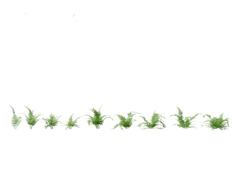 Microlepia strigosa -hay-scented fern 01 3D Model