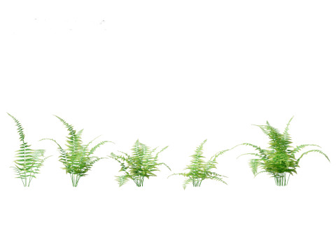 Microlepia strigosa -hay-scented fern 01 3D Модель