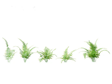Microlepia strigosa -hay-scented fern 01 3D Model