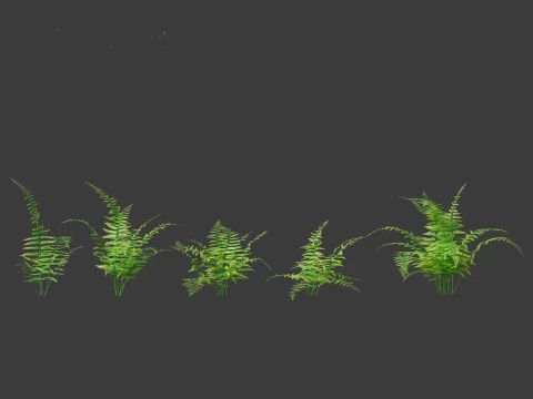 Microlepia strigosa -hay-scented fern 01 3D Model